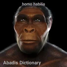 homo habilis